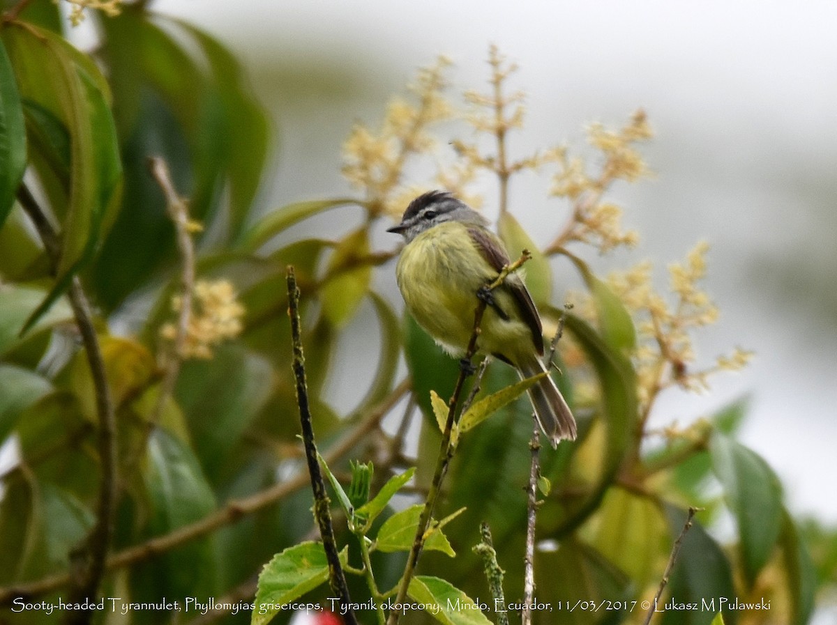 Sooty-headed Tyrannulet - ML204601721