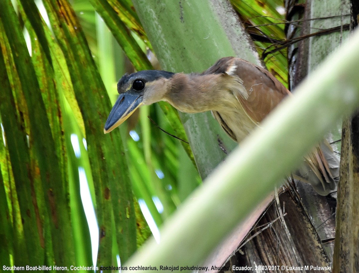 Boat-billed Heron (Southern) - Lukasz Pulawski