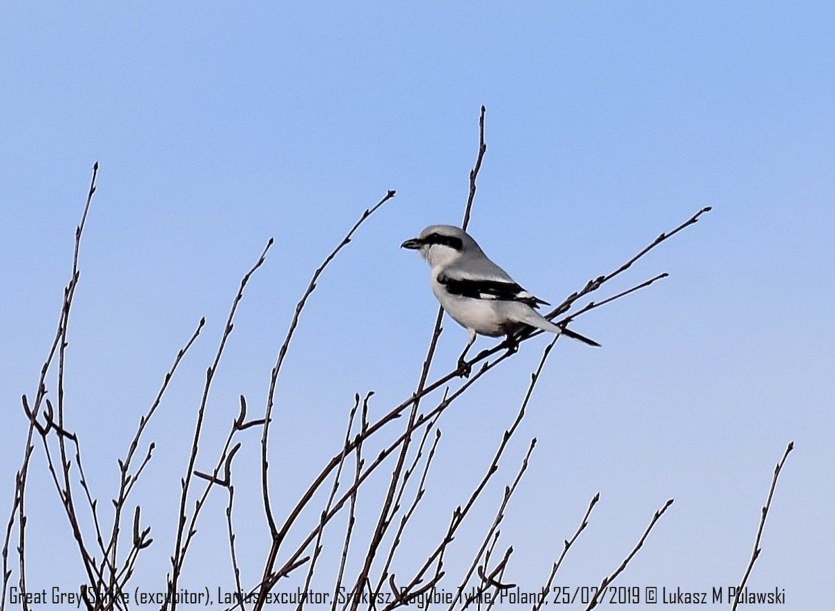 Great Gray Shrike (Great Gray) - Lukasz Pulawski