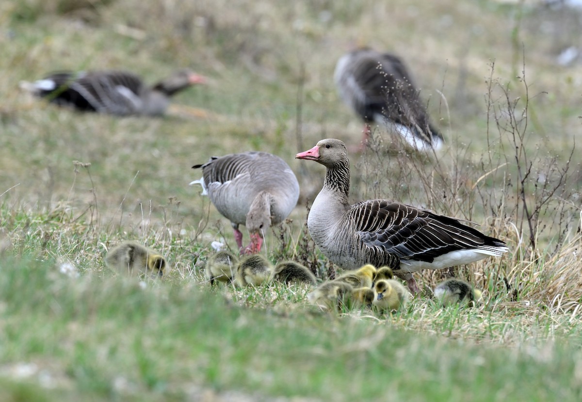 Graylag Goose - ML204603221