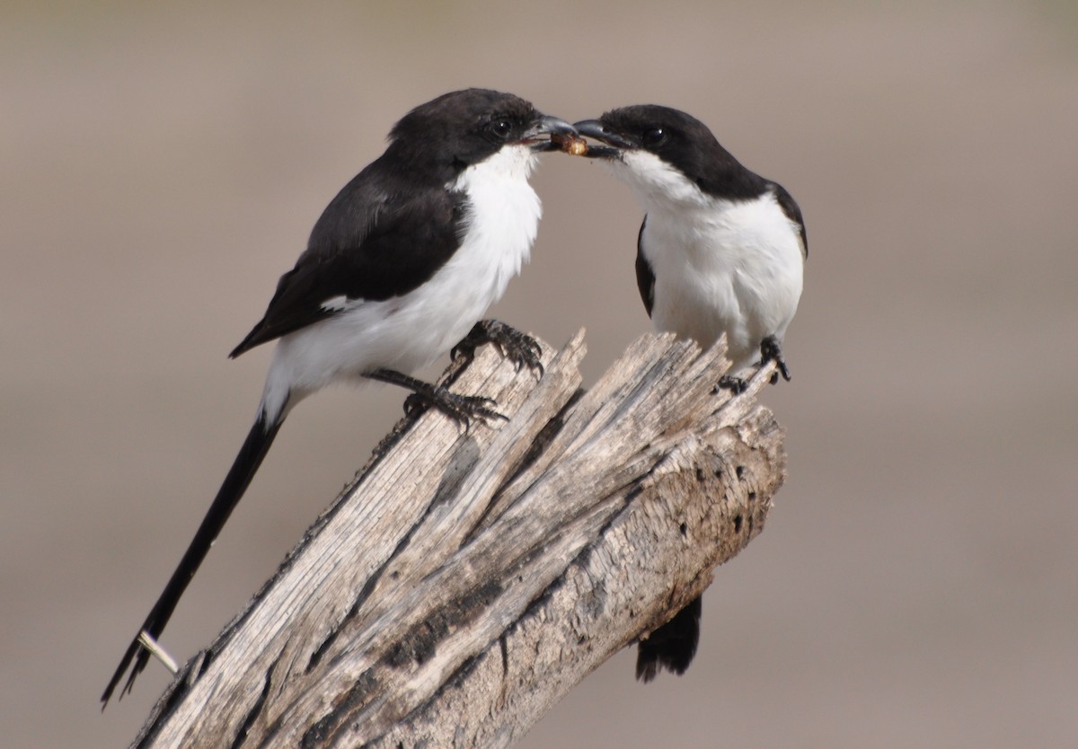 Long-tailed Fiscal - Stefan Helming