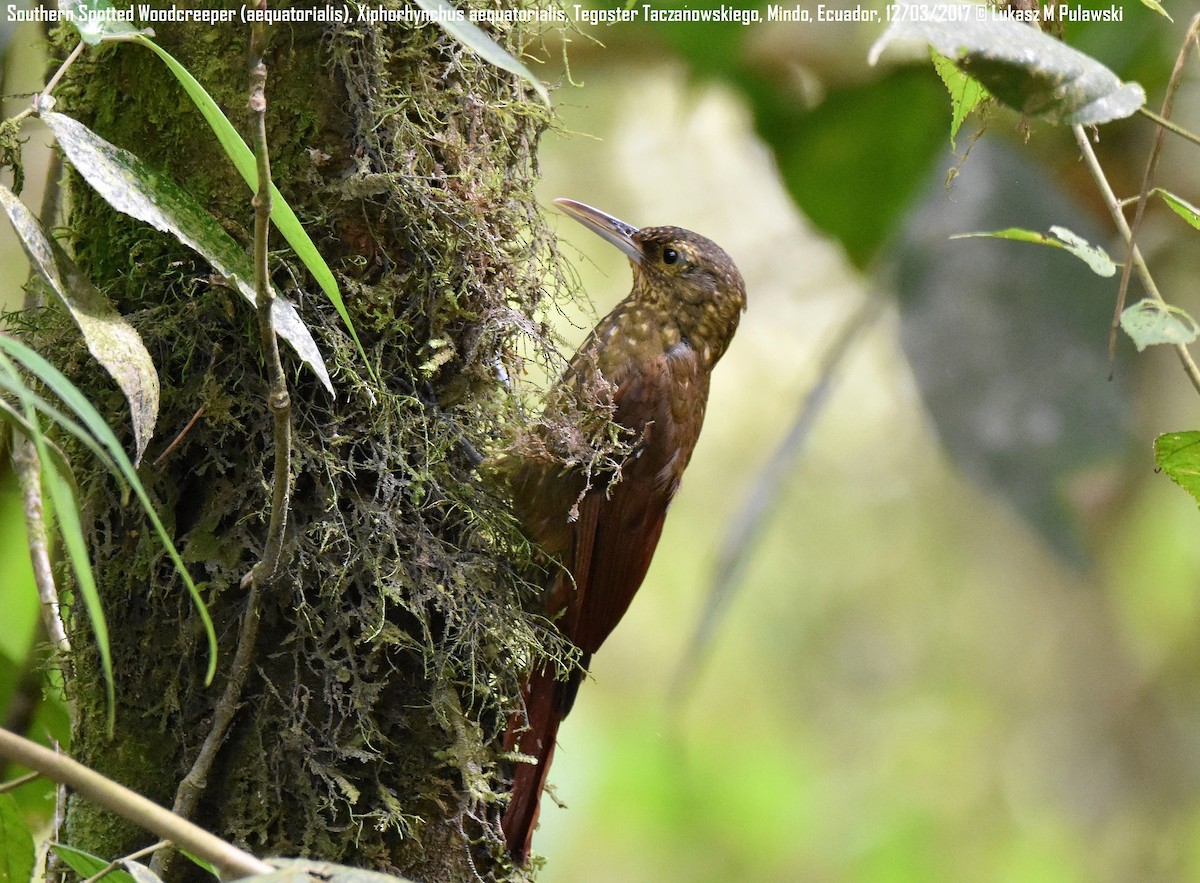 Spotted Woodcreeper (Berlepsch's) - Lukasz Pulawski