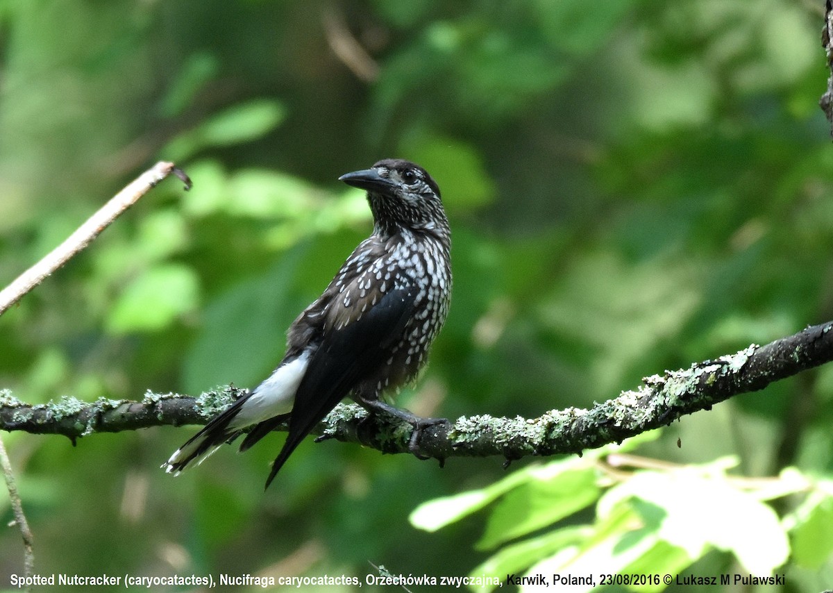 Eurasian Nutcracker (Northern) - Lukasz Pulawski