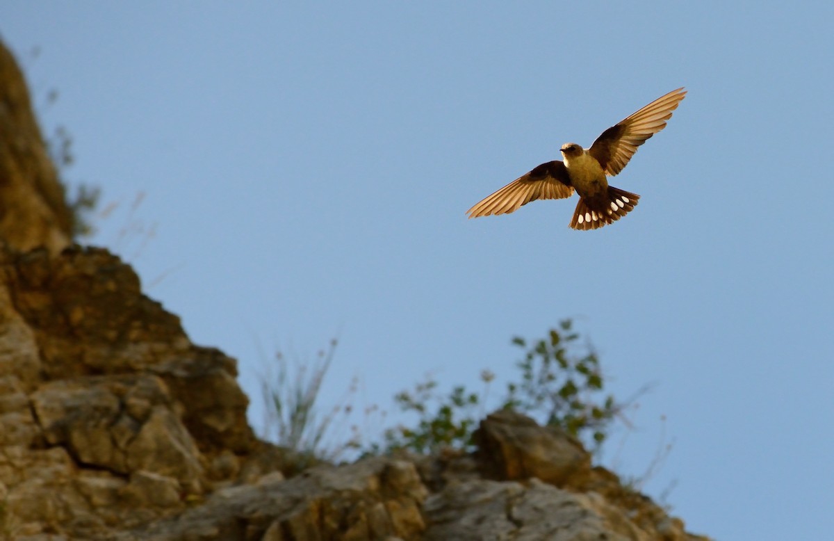 Eurasian Crag-Martin - ML204604581