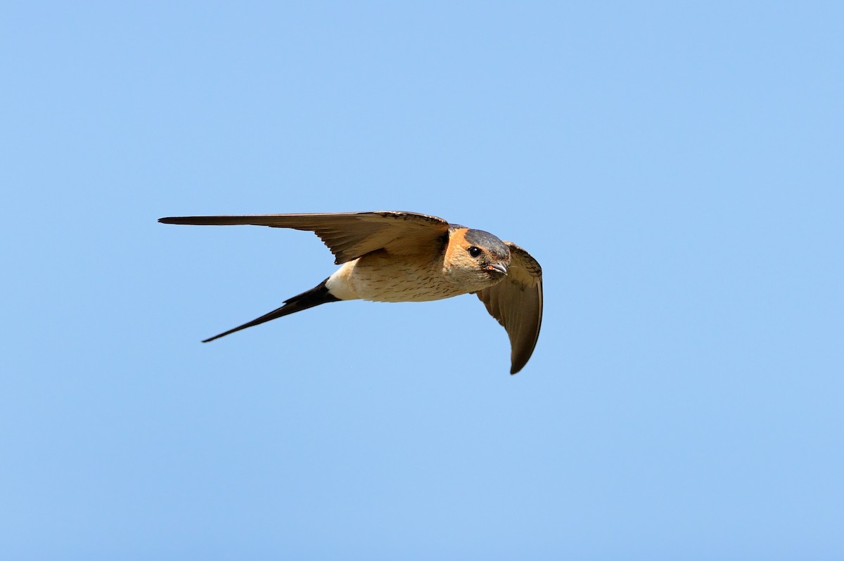 Red-rumped Swallow (Red-rumped) - ML204604591