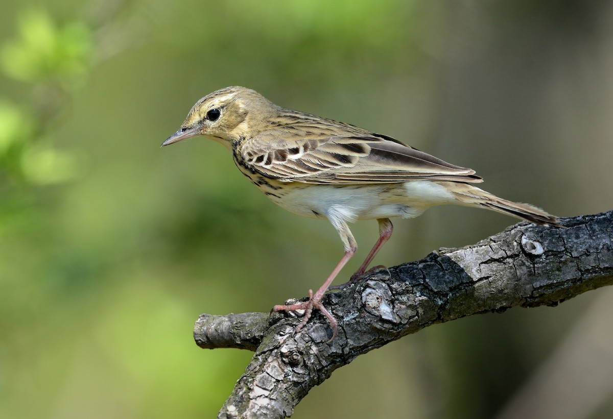 Tree Pipit - ML204604811