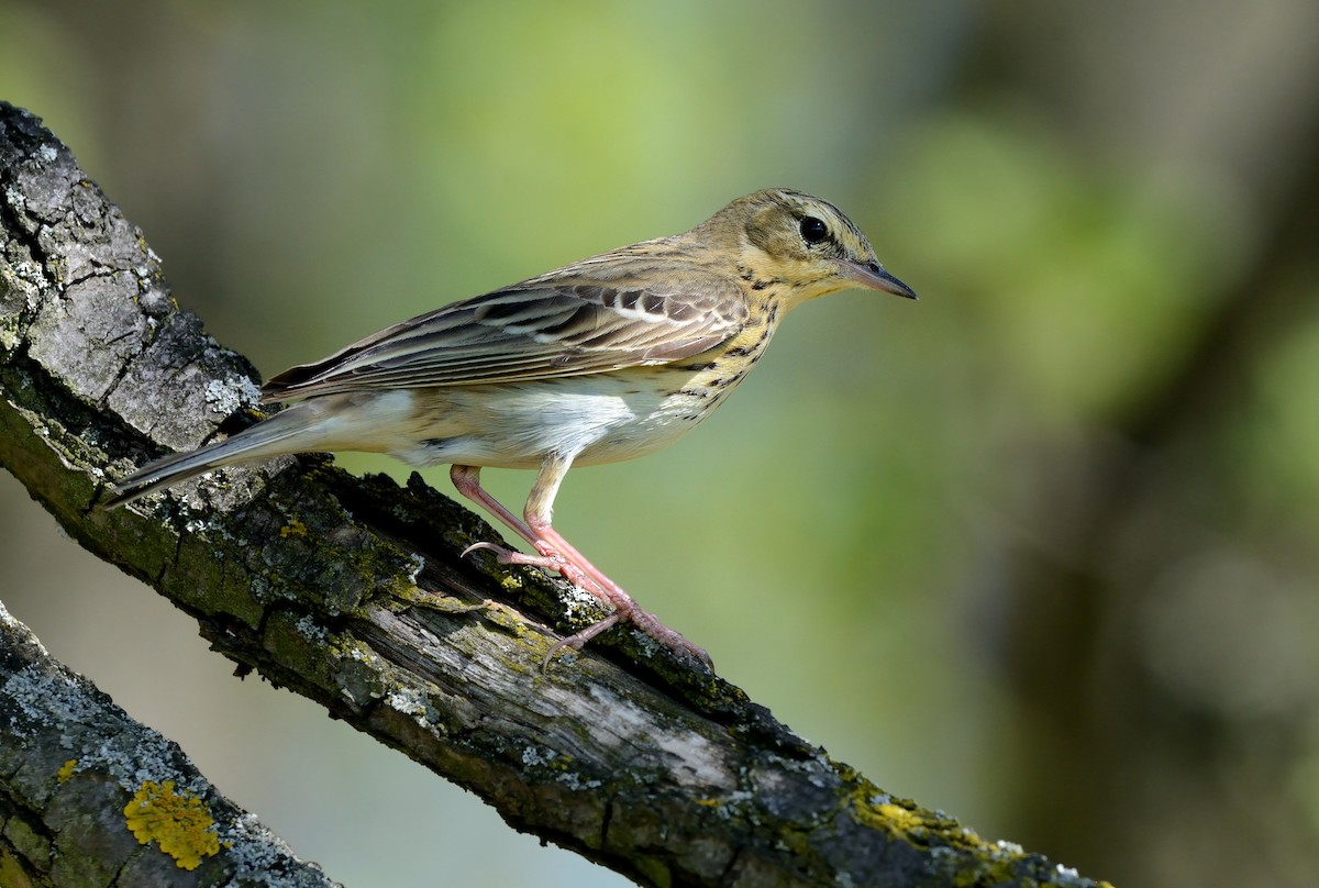 Tree Pipit - ML204604821