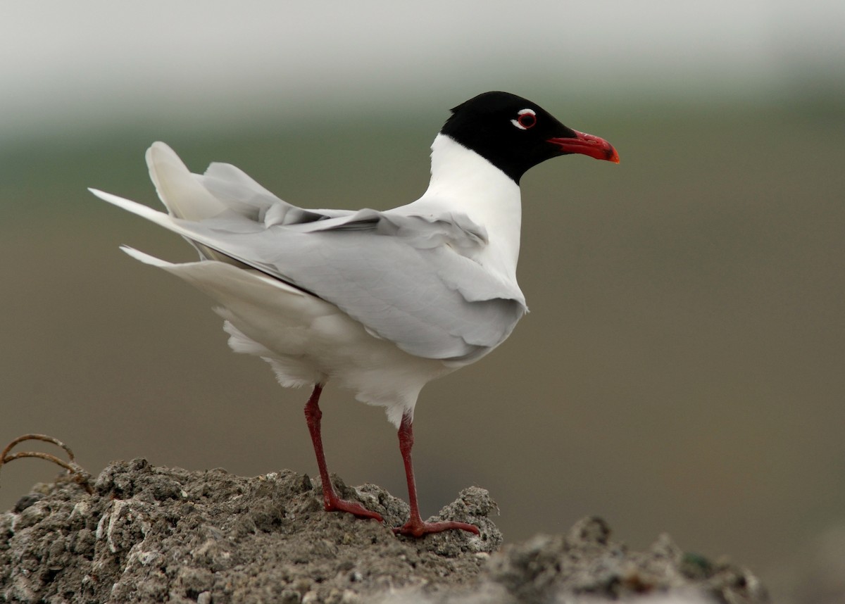 Mediterranean Gull - ML204604981