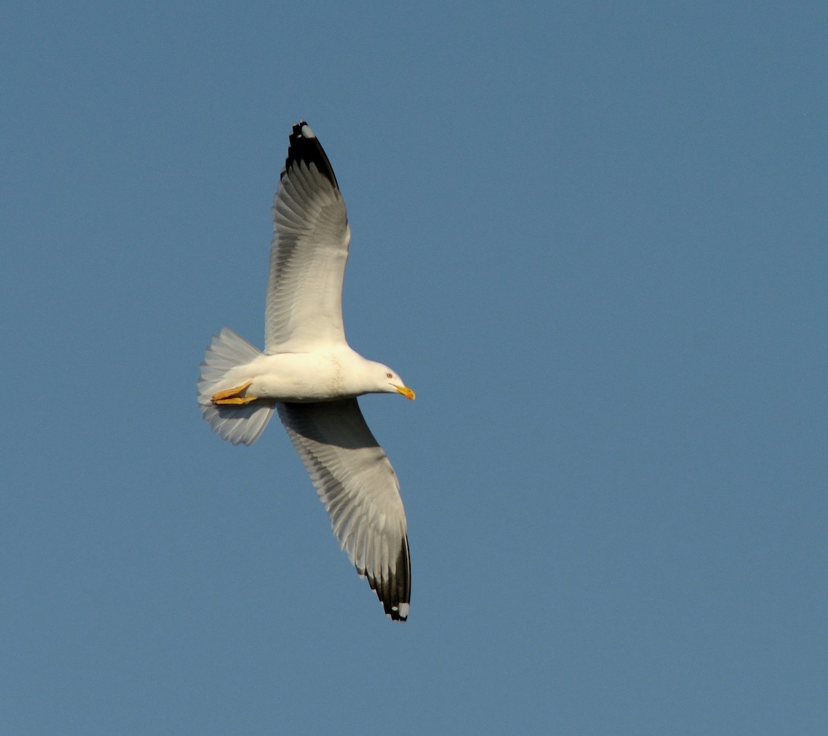 Yellow-legged Gull - ML204605071