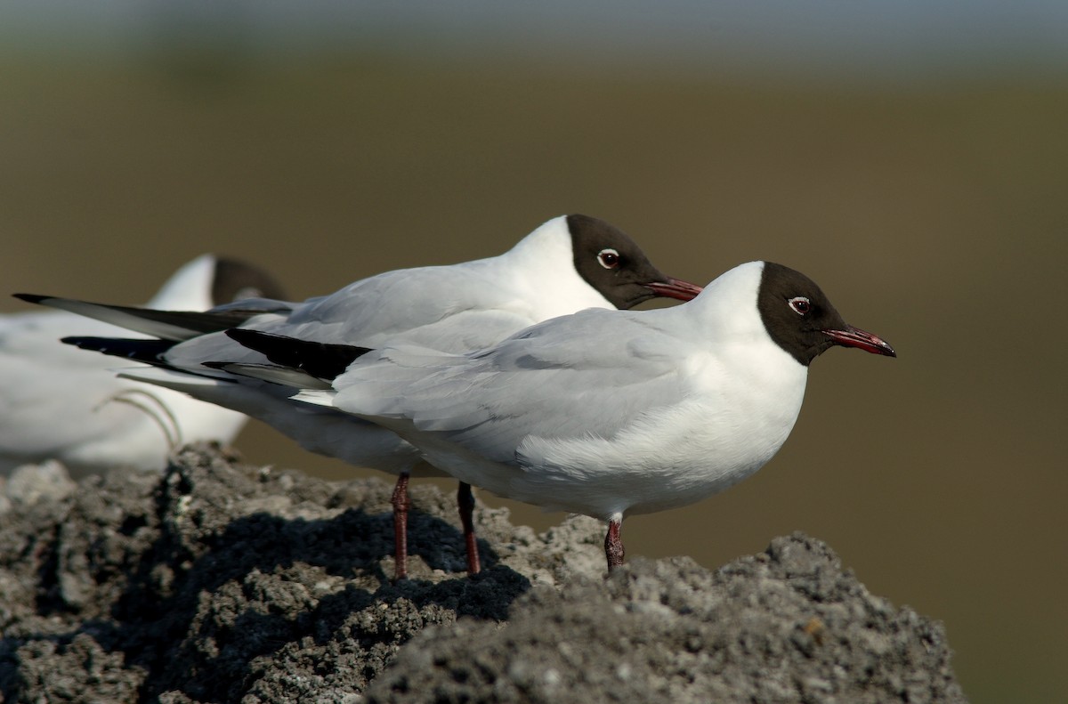 Black-headed Gull - ML204605131