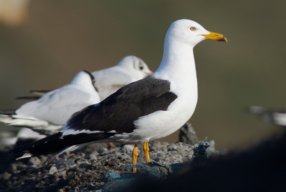 Lesser Black-backed Gull - ML204605231