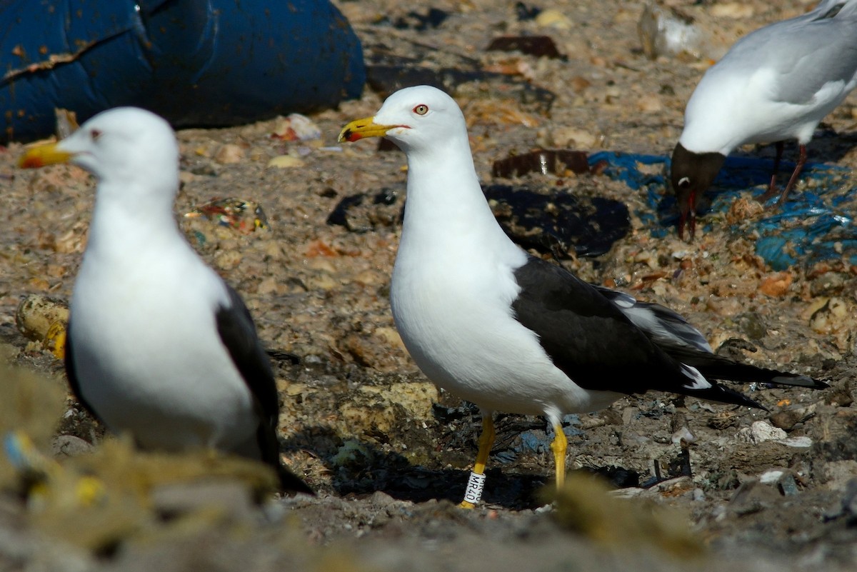 Lesser Black-backed Gull - ML204605251