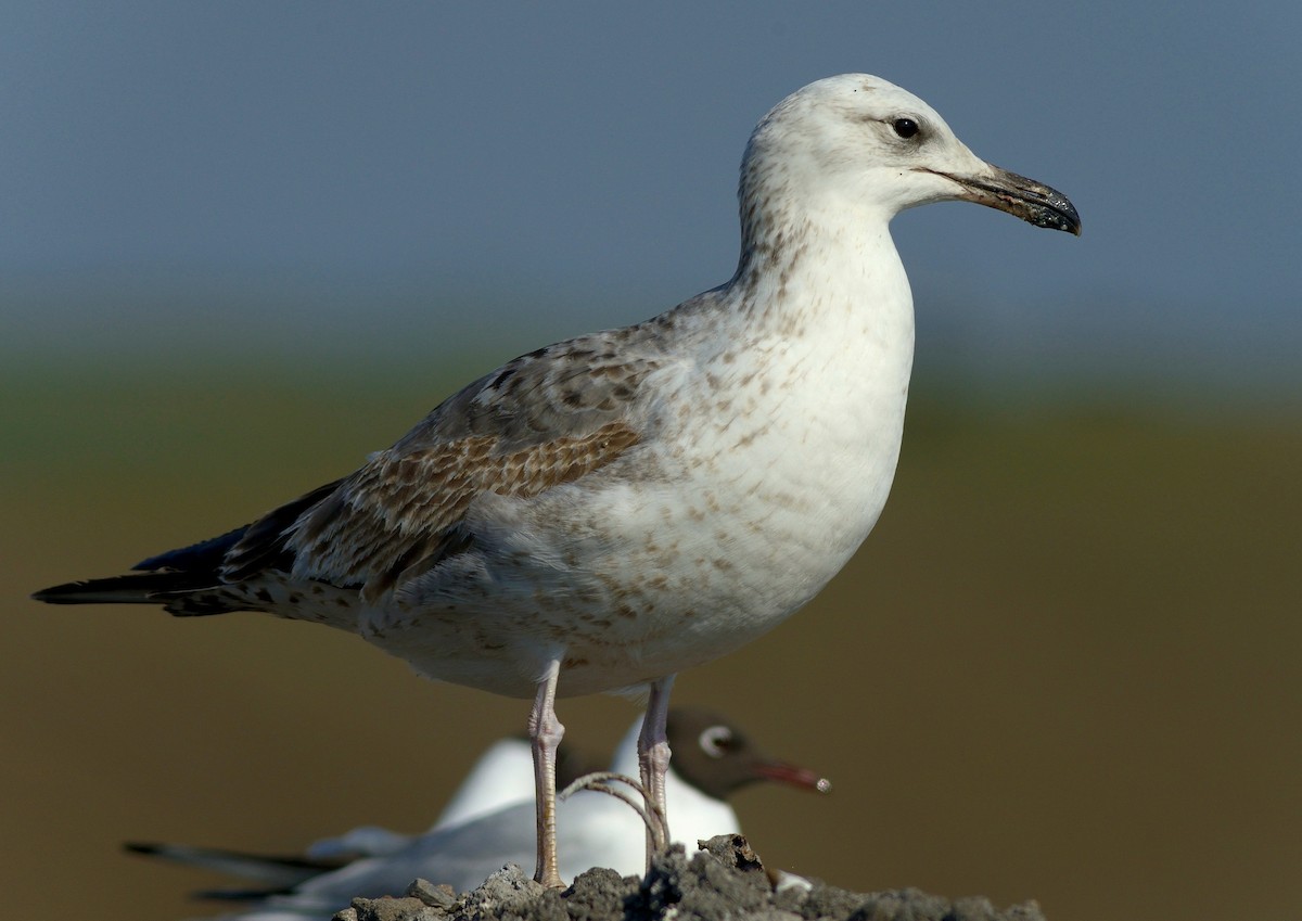 Caspian Gull - ML204605461