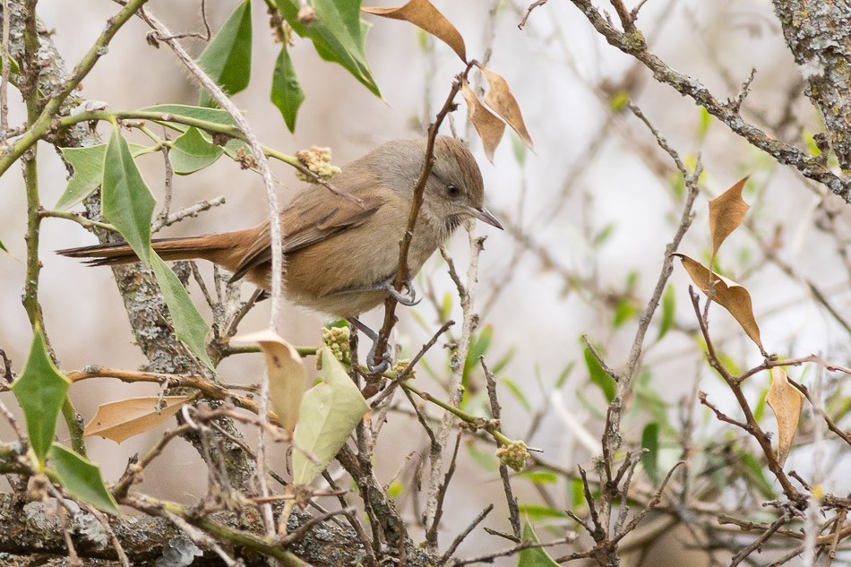 Short-billed Canastero - ML204605551