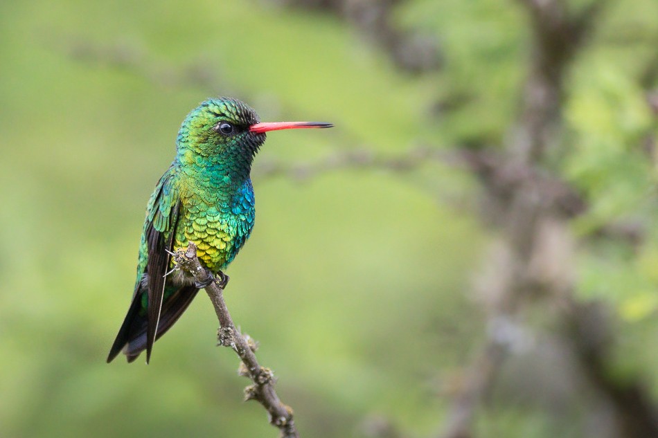 Glittering-bellied Emerald - ML204605591