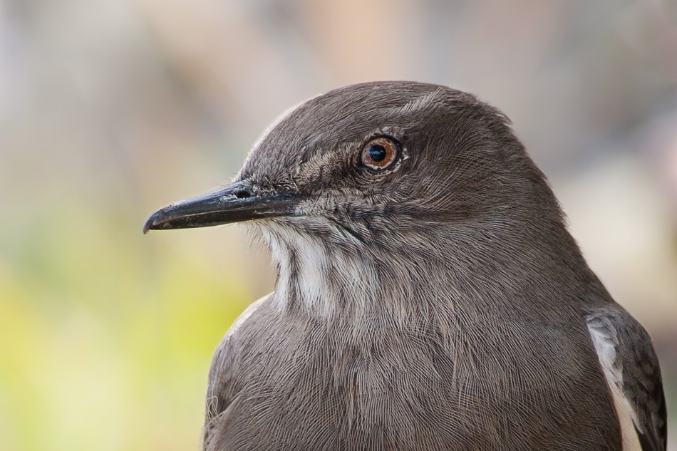 Black-billed Shrike-Tyrant - ML204605721