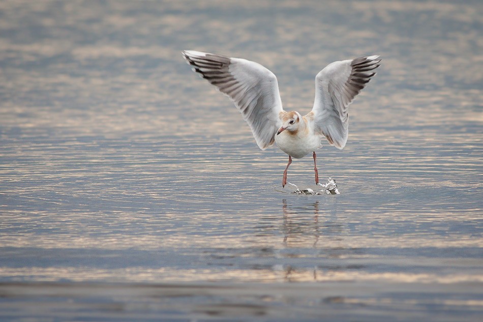 Brown-hooded Gull - ML204605851