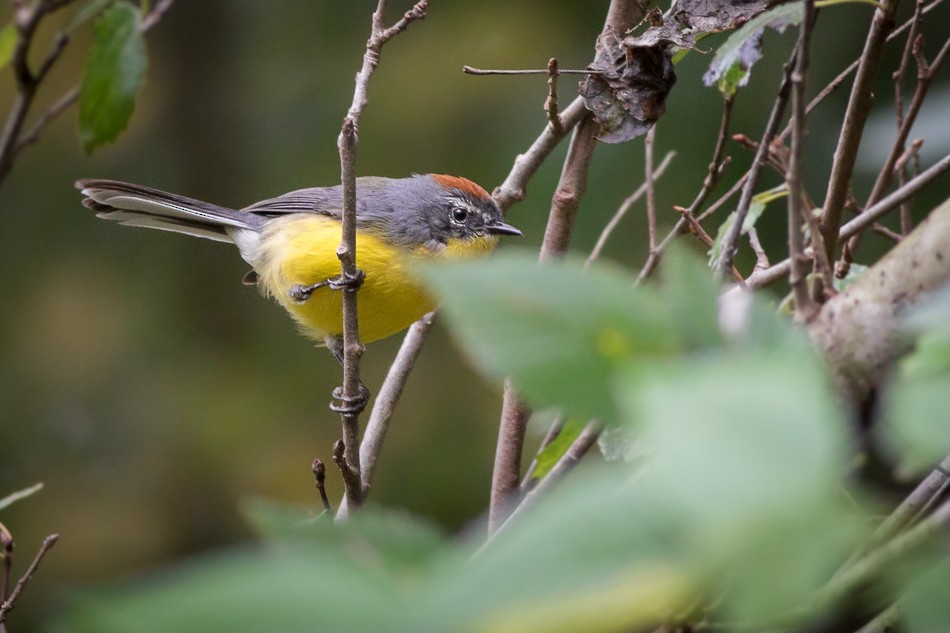 Brown-capped Redstart - ML204606091