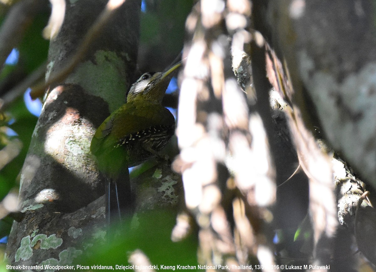 Streak-breasted Woodpecker - ML204606461