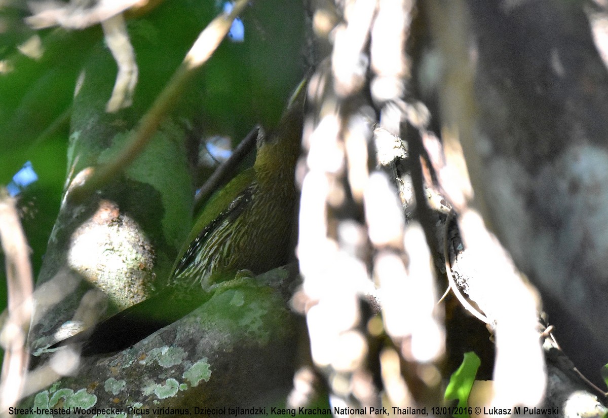 Streak-breasted Woodpecker - ML204606471