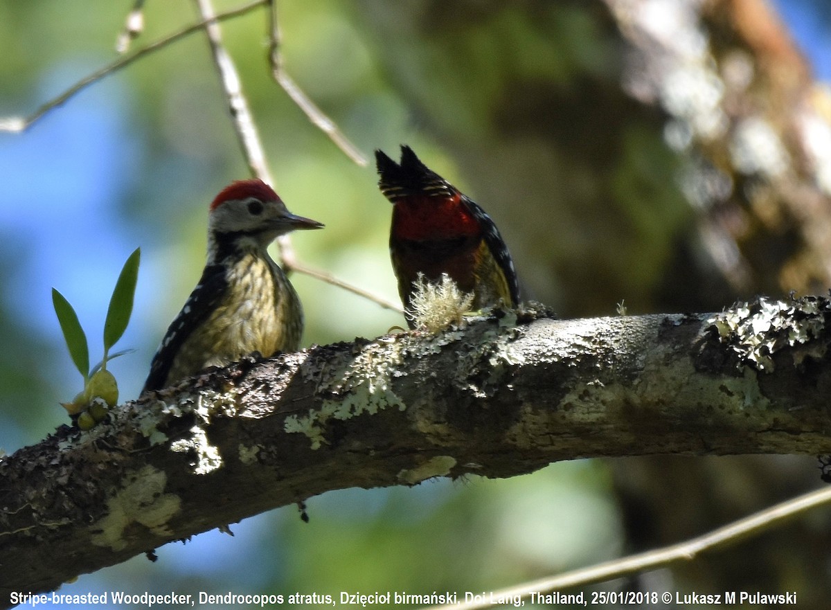 Stripe-breasted Woodpecker - Lukasz Pulawski