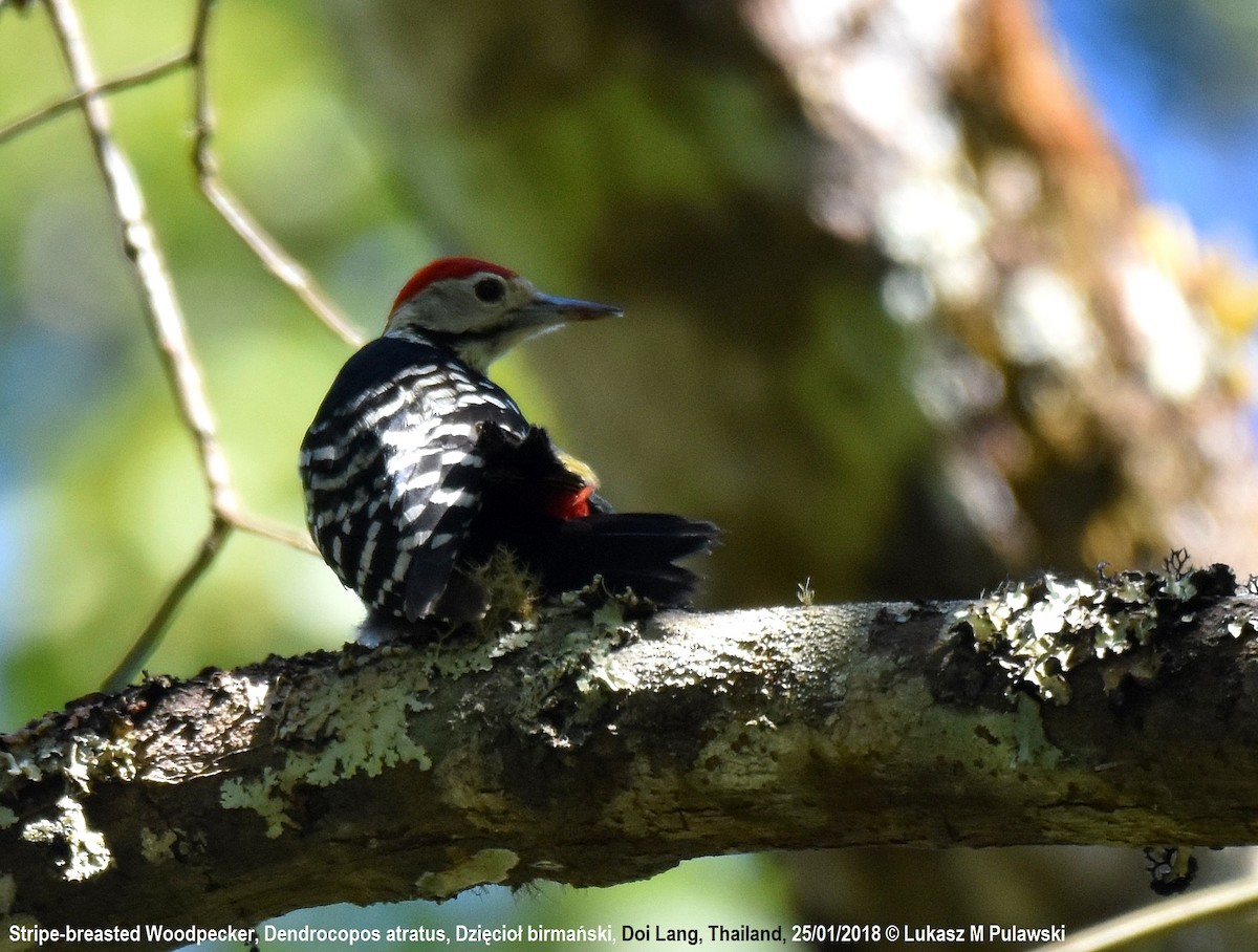 Stripe-breasted Woodpecker - Lukasz Pulawski