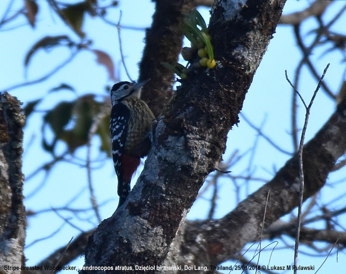 Stripe-breasted Woodpecker - Lukasz Pulawski