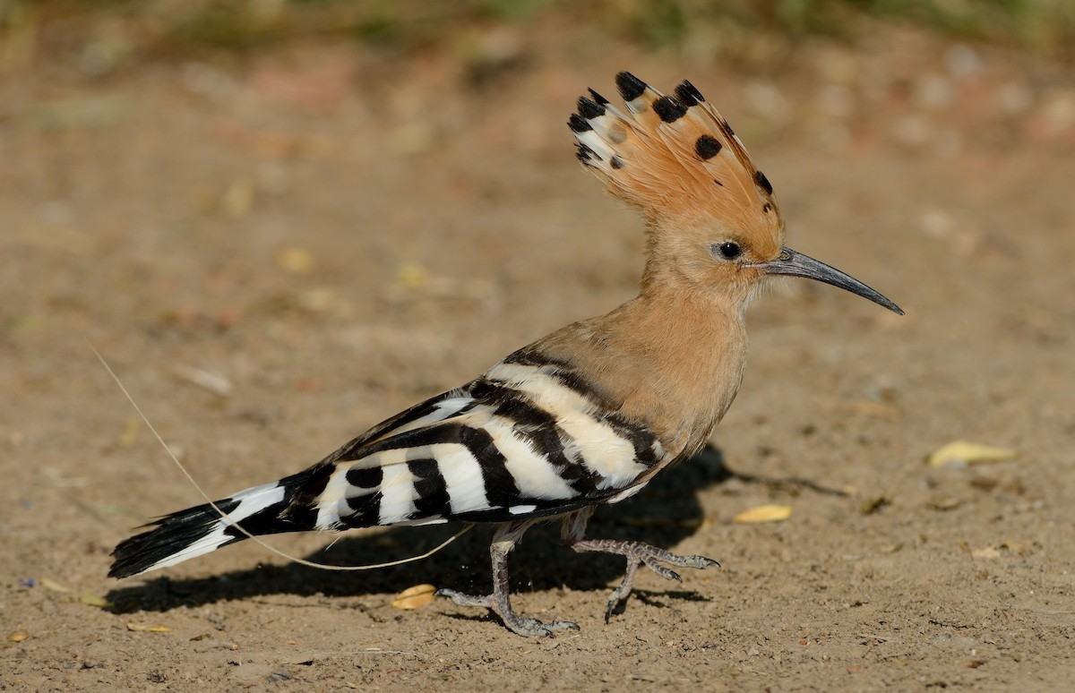 Eurasian Hoopoe (Eurasian) - ML204607661