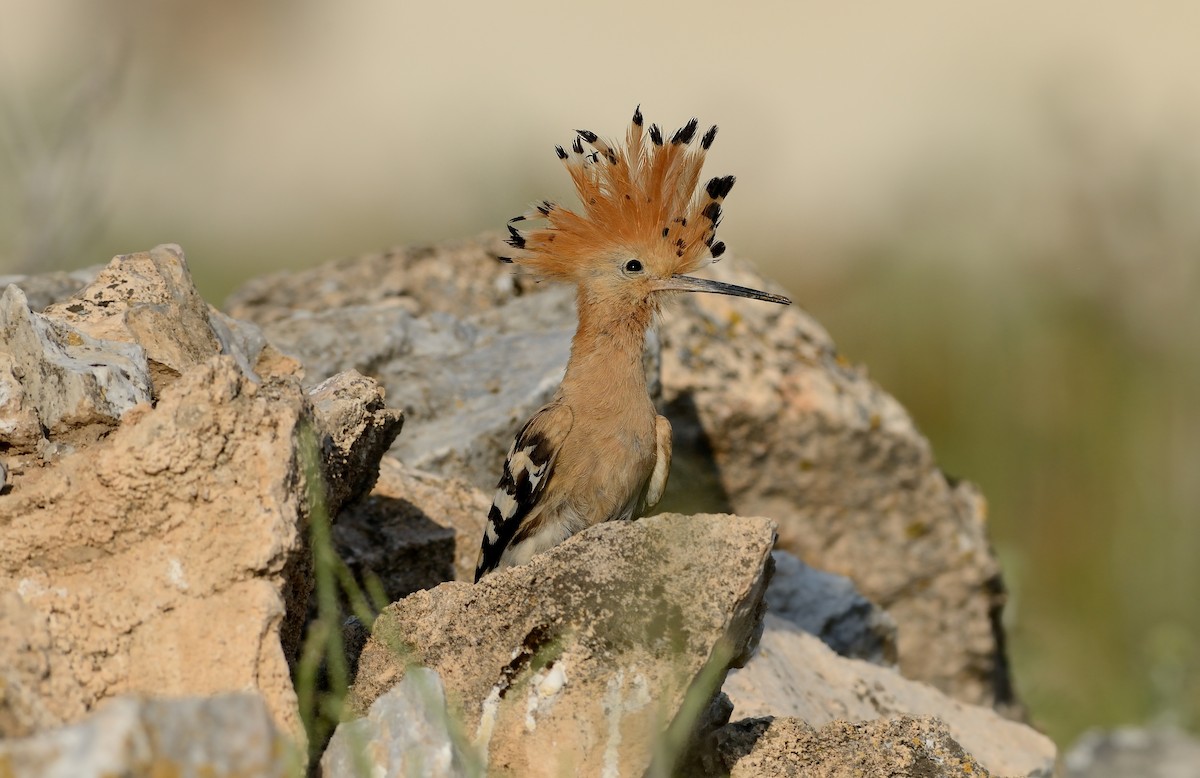 Eurasian Hoopoe (Eurasian) - ML204608001