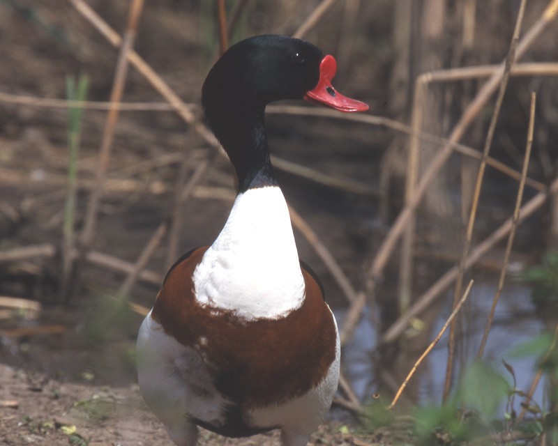 Common Shelduck - ML204608501