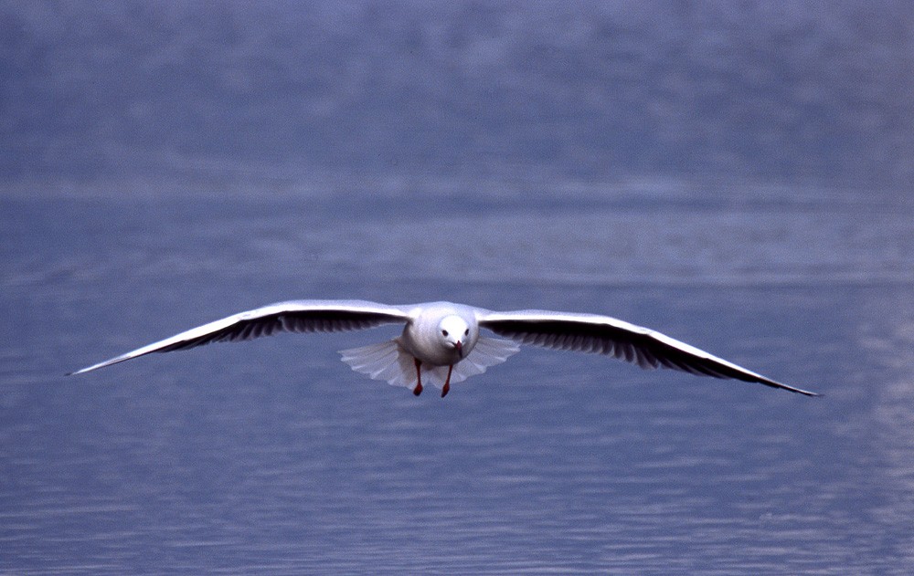 Slender-billed Gull - ML204608521