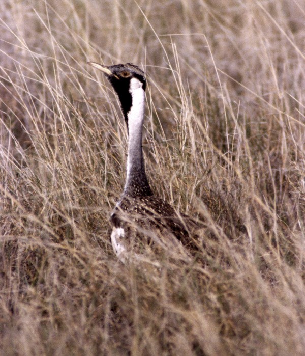 Hartlaub's Bustard - raniero massoli novelli