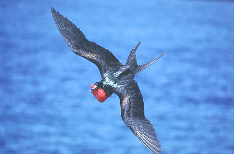 Magnificent Frigatebird - ML204608661