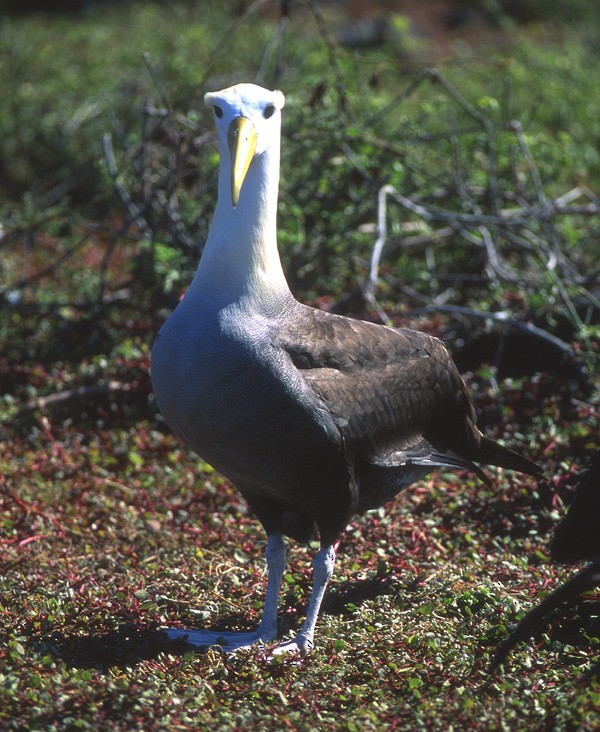 Waved Albatross - ML204608721