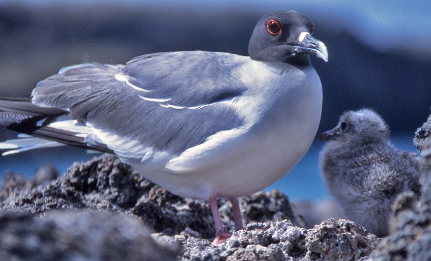 Swallow-tailed Gull - ML204608741