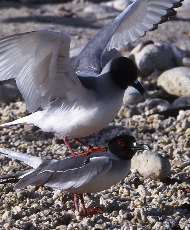 Swallow-tailed Gull - ML204608751