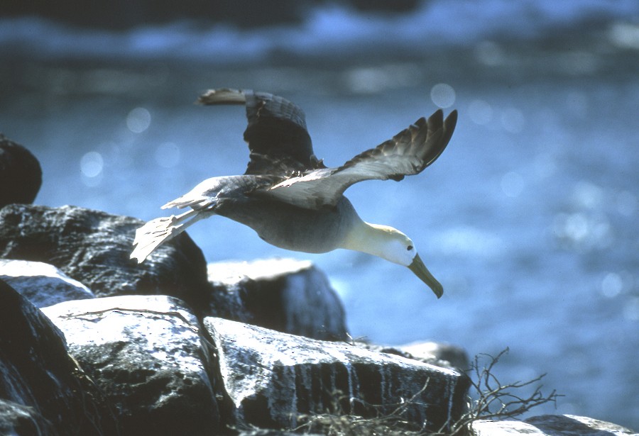 Albatros des Galapagos - ML204608771