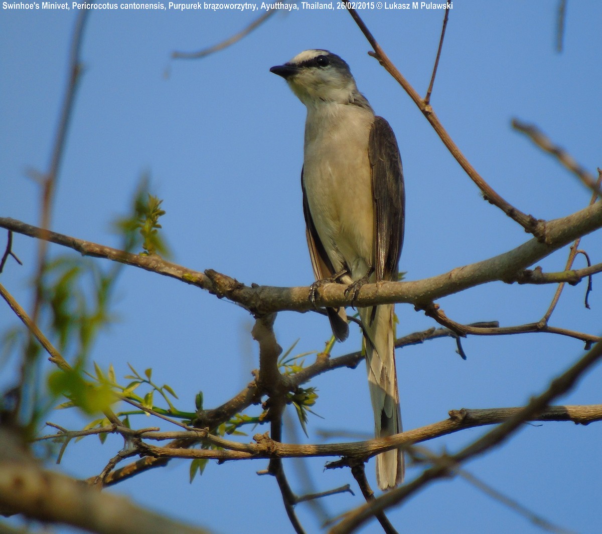 Brown-rumped Minivet - ML204609231