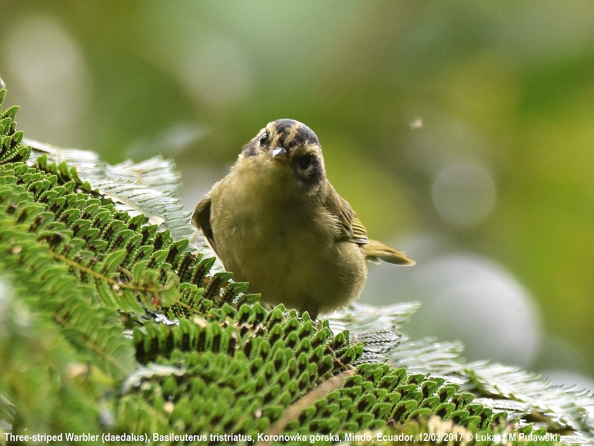 Three-striped Warbler (daedalus) - ML204609271