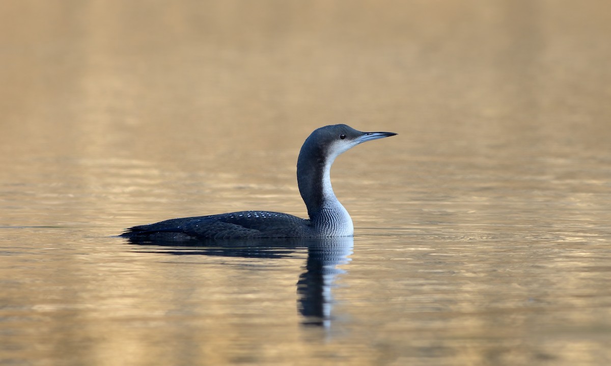 Arctic Loon - Pavel Štěpánek