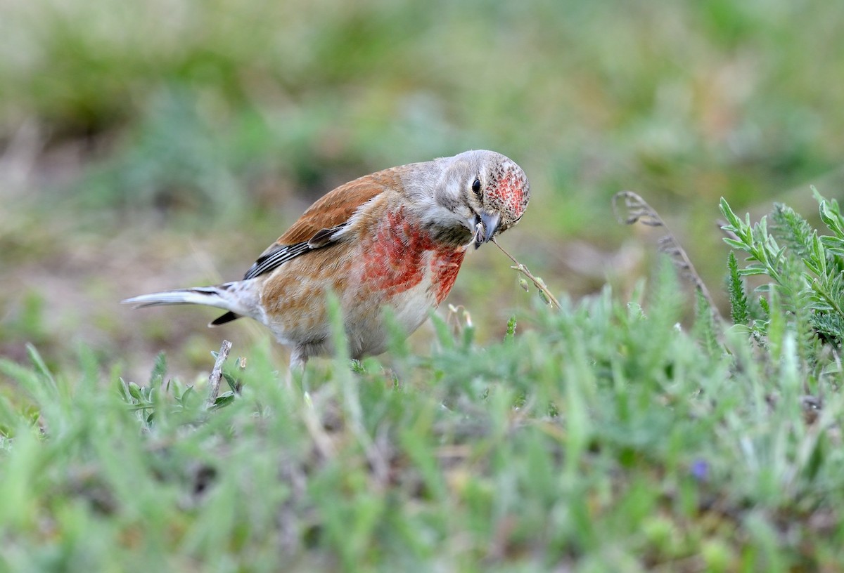 Eurasian Linnet - Pavel Štěpánek