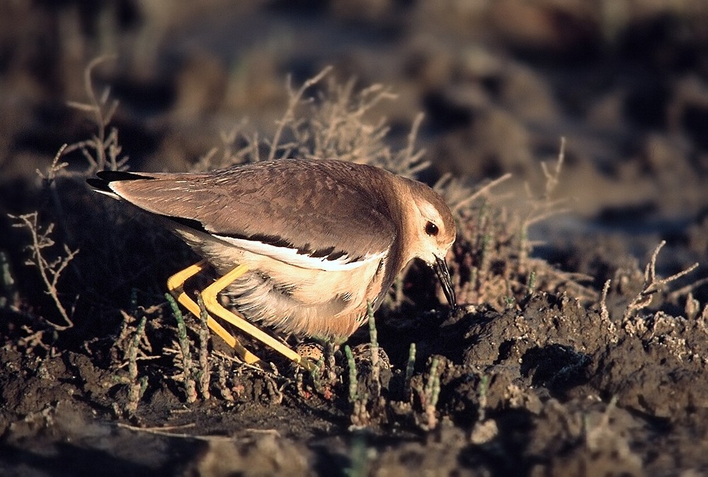 White-tailed Lapwing - ML204610781