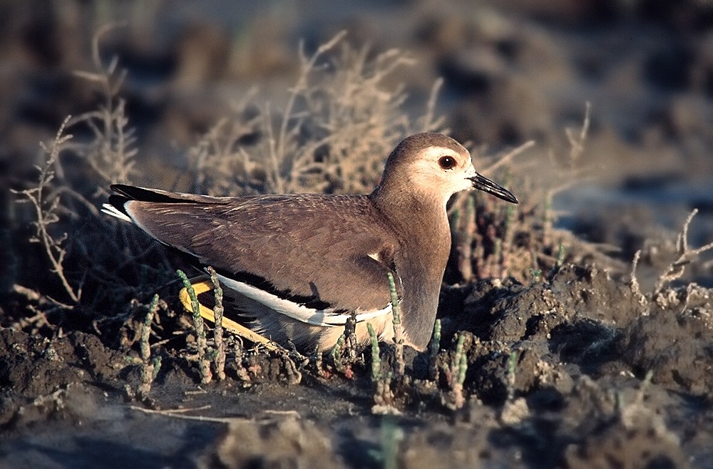 White-tailed Lapwing - ML204610791