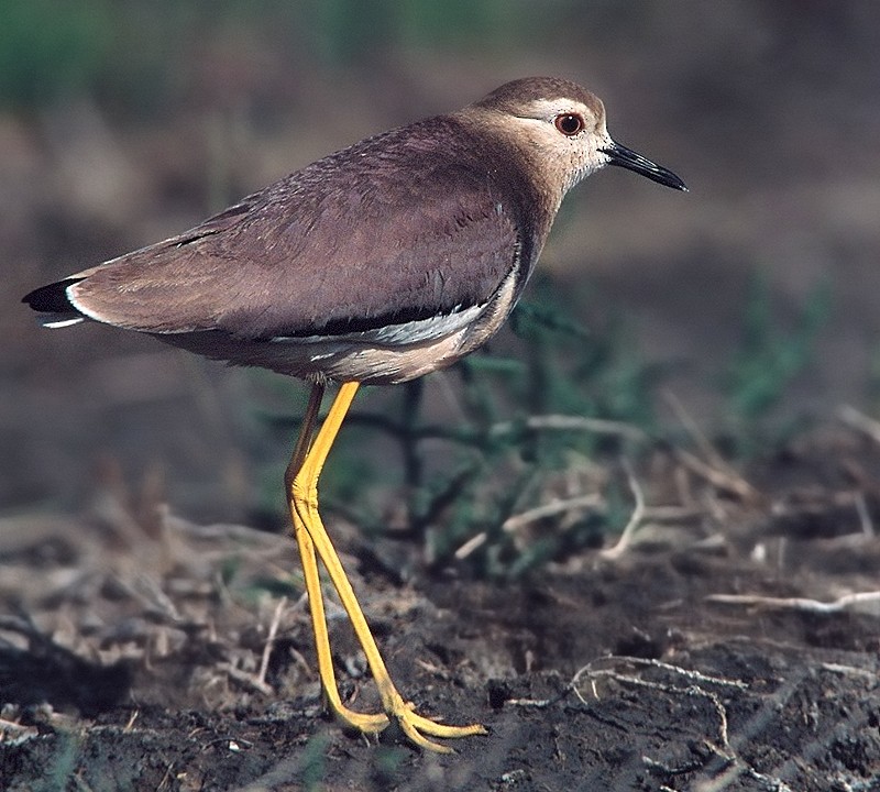 White-tailed Lapwing - ML204610801