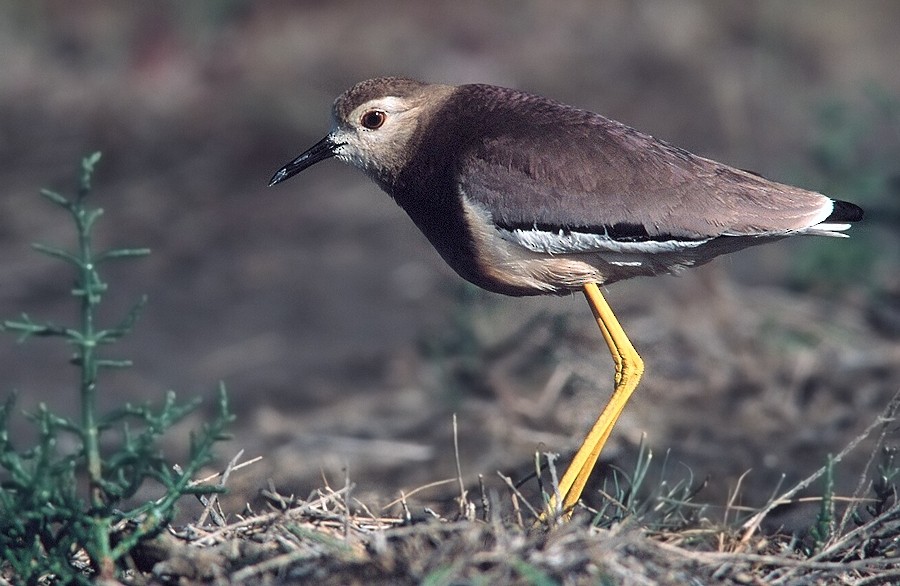 White-tailed Lapwing - ML204610811