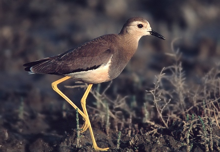 White-tailed Lapwing - ML204610821