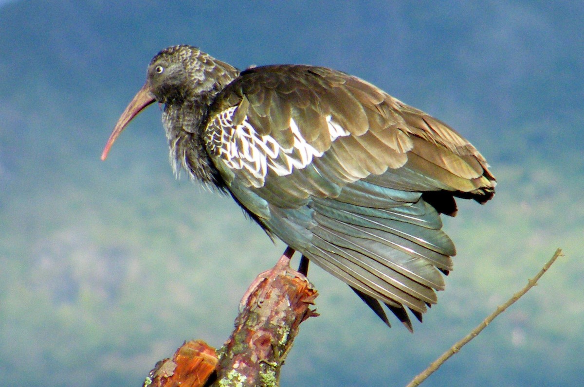 Ibis caronculé - ML204610851