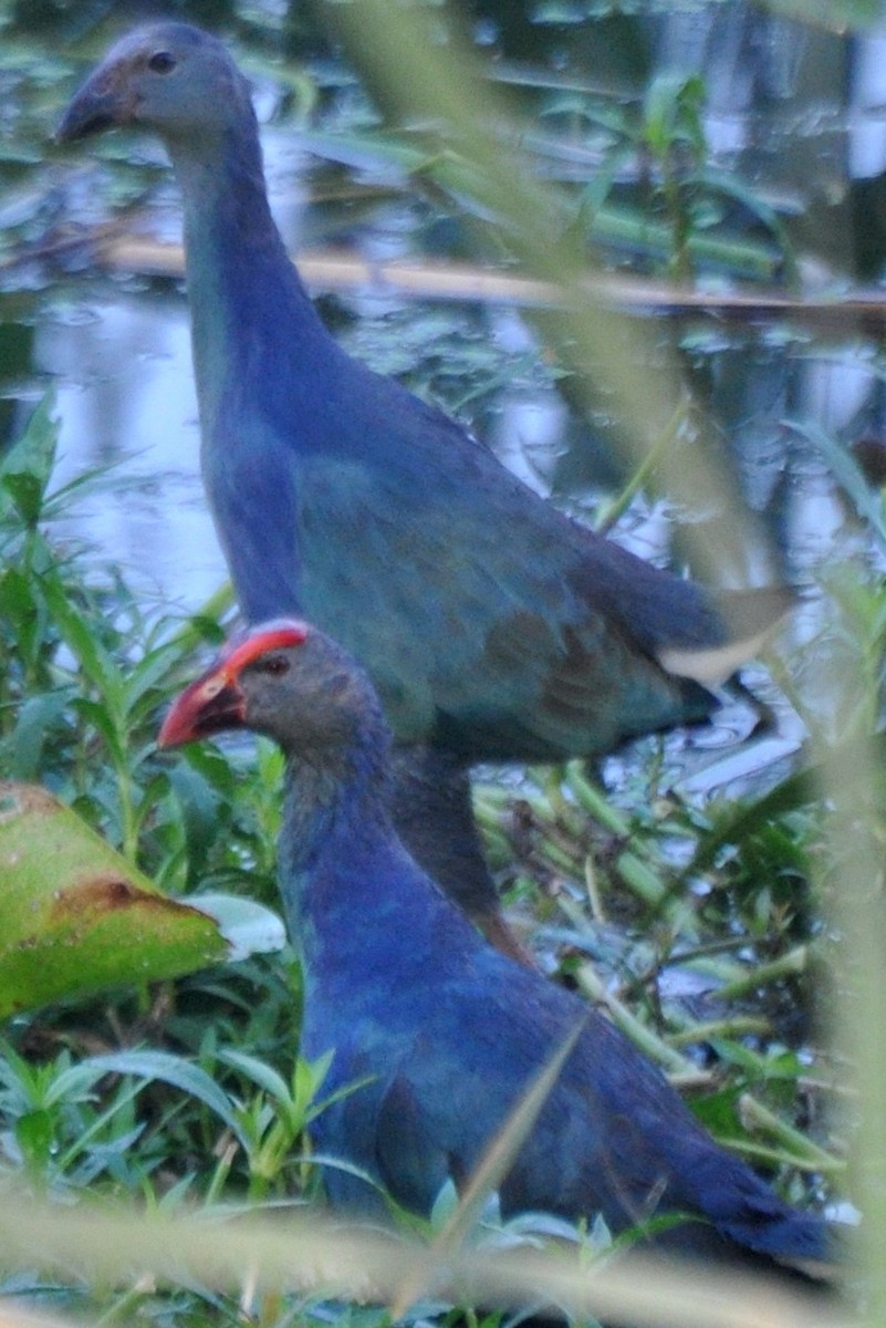 Gray-headed Swamphen - ML204610971