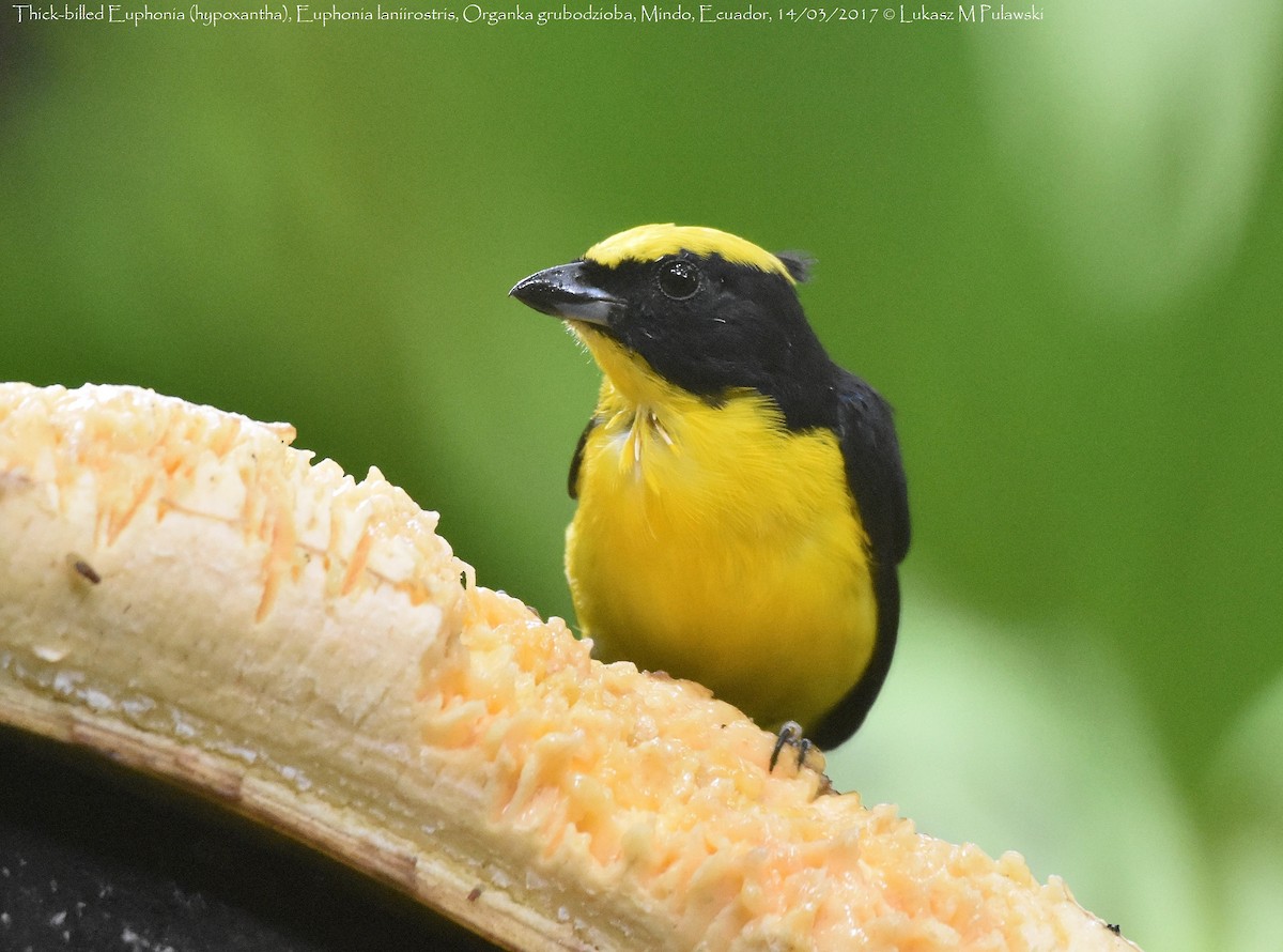 Thick-billed Euphonia (Thick-billed) - Lukasz Pulawski