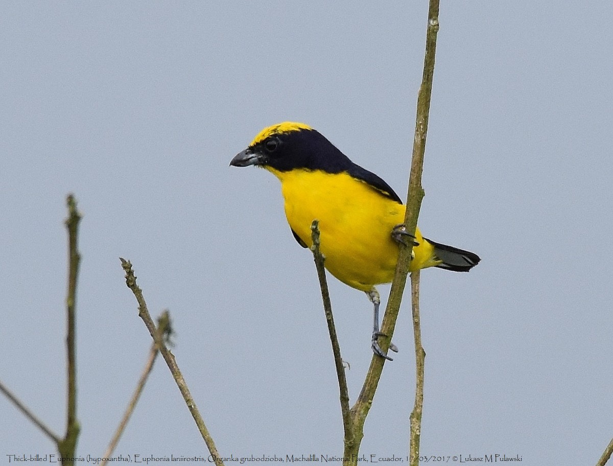 Thick-billed Euphonia (Thick-billed) - Lukasz Pulawski